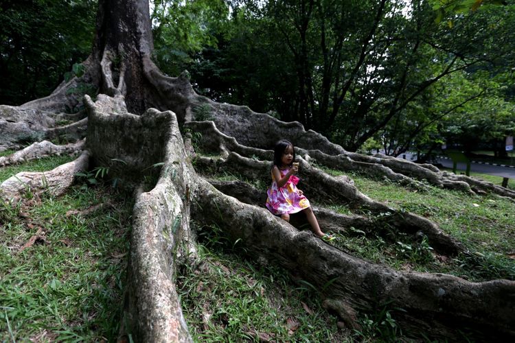 Akar pohon kayu raja dari Asia (Koompassia excelsa) adalah salah satu tanaman koleksi Kebun Raya Bogor, Jawa Barat, Jumat (19/5/2017). Kebun botani yang digagas oleh Prof C.G.C Reinwardt seorang botanis berkebangsaan Jerman sebagai tempat penelitian ini genap berusia 200 tahun. KOMPAS IMAGES/KRISTIANTO PURNOMO
