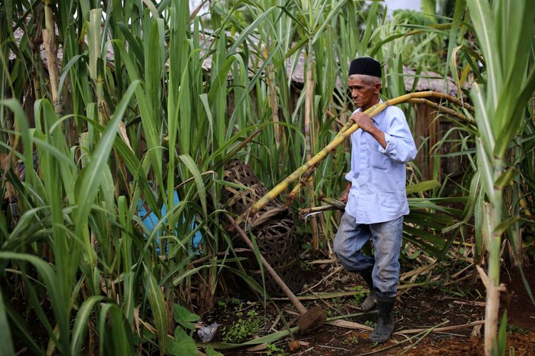 Proses awal pembuatan gula merah tradisional di Lawang, Sumatera Barat, memilah batang tebu.