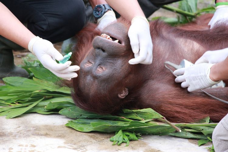 Petugas Kesehatan dari Yayasan Borneo Orangutan Survival Foundation (BOSF) Nyaru Menteng membius 12 Orangutan di Kota Palangka Raya, Kalimantan Tengah, Rabu (2/8). Pembiusan itu guna keperluan pelepasliaran orangutan tersebut ke Taman Nasional Bukit Baka Bukit Raya, Kabupaten Katingan, Kalteng. ANTARA FOTO/Ronny NT/aww/17.