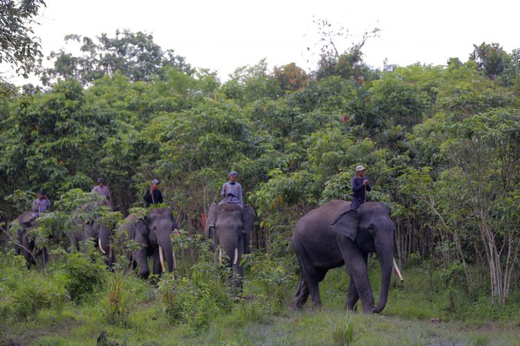 Mahout dari Elephant Rescue Unit (ERU) sedang memandu gajah ke sungai di Kawasan Taman Nasional Way Kambas (TNWK), Kabupaten Lampung Timur, Lampung, Senin (29/7/2017). Gajah-gajah di Elephant Rescue Unit (ERU) telah jinak dan sudah dilatih untuk membantu manusia, salah satu kontribusi gajah-gajah ini adalah membantu mendamaikan jika terjadi konflik manusia dengan gajah-gajah liar.