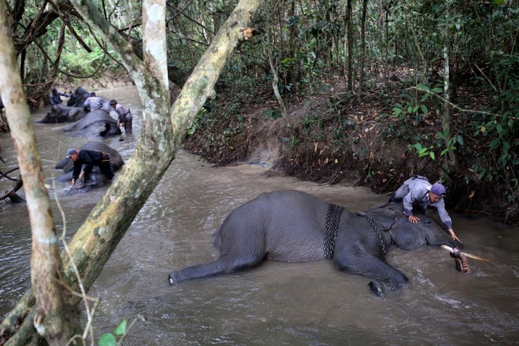 Mahout dari Elephant Rescue Unit (ERU) sedang memandikan gajah di Kawasan Taman Nasional Way Kambas (TNWK), Kabupaten Lampung Timur, Lampung, Senin (29/7/2017). Gajah-gajah di Elephant Rescue Unit (ERU) telah jinak dan sudah dilatih untuk membantu manusia, salah satu kontribusi gajah-gajah ini adalah membantu mendamaikan jika terjadi konflik manusia dengan gajah-gajah liar.