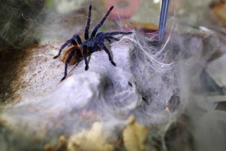 Seekor tarantula berada dikandangnya di Spider Lovers Petshop, Bandung, Jawa Barat Jumat (4/8/2017). The Ming Chu berhasil mengembangbiakan beragam jenis Tarantula dari dalam dan luar negeri untuk dipelihara menjadi hewan kesayangan dan total yang dipelihara lebih dari 1.000 ekor tarantula.