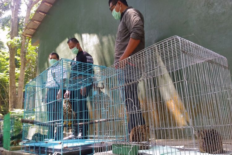 Belasan Hewan Dilindungi Selamat Dari Penjualan Satwa Liar Di Diy