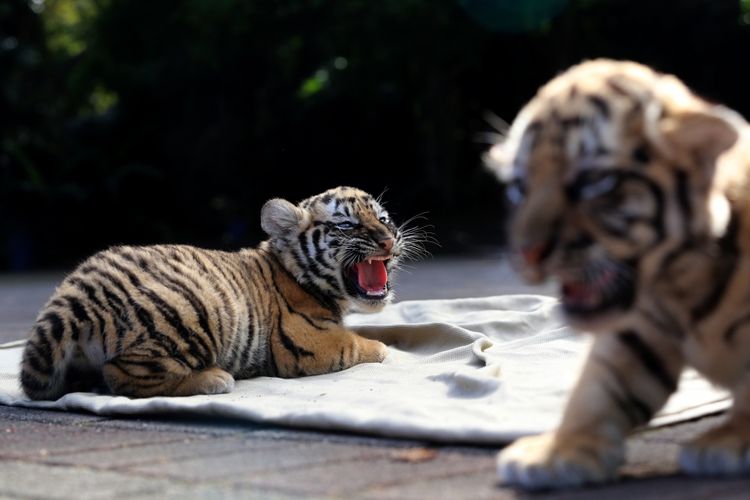Sepasang bayi harimau benggala saat dijemur matahari di Kawasan Kebun Binatang Bandung, Jalan Tamansari, Jawa Barat, Jumat (4/8/2017). Dua bayi harimau yang belum memiliki nama itu lahir secara normal pada 25 Juni 2017 dari hasil perkawinan induk pasangan Shah Rukh Khan dan Sila.