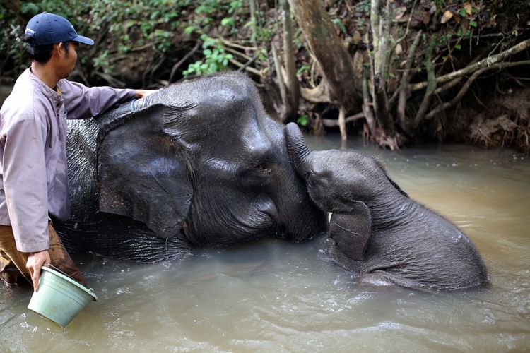 Mahout dari Elephant Response Unit (ERU) sedang memandikan gajah di Kawasan Taman Nasional Way Kambas (TNWK), Kabupaten Lampung Timur, Lampung, Senin (29/7/2017). Gajah-gajah di Elephant Response Unit (ERU) telah jinak dan sudah dilatih untuk membantu manusia, salah satu kontribusi gajah-gajah ini adalah membantu mendamaikan jika terjadi konflik manusia dengan gajah-gajah liar.