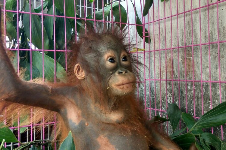Salah satu Orangutan yang diamankan petugas saat berada di Mako SPORC, Pontianak, Kalimantan Barat (22/8/2017).