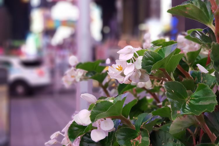 Hasil efek bokeh yang dibuat dengan mode Live Focus kamera Galaxy Note 8