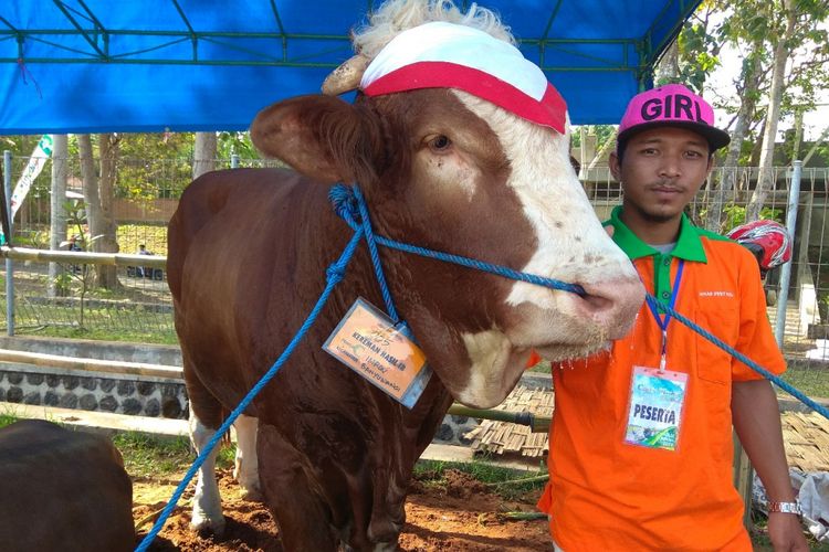 Sapi di Banyuwangi seberat 1 ton 68 kg yang ditawarkan Rp 130 juta.