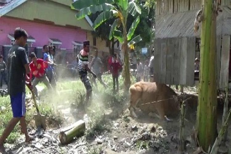 Dua dari lima ekor sapi yang akan disembelih warga di Lingkungan Masjid Babul Akram, Kelurahan Lantora, Polewali Mandar Sulawesi Barat, Minggu (3/9/2017), mengamuk saat hendak dirobohkan. Sejumlah warga yang hendak merobohkan sapi tersebut pun terpelanting dan mengalami luka ditendang sapi yang sedang mengamuk.