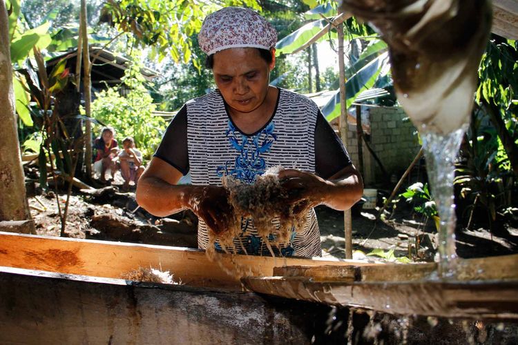 Yahulin (54), warga Kampung Karatung satu, Manganitu, Kabupaten Kepulauan Sangihe sedang mencuci pati pohon sagu untuk dijadikan tepung sagu.