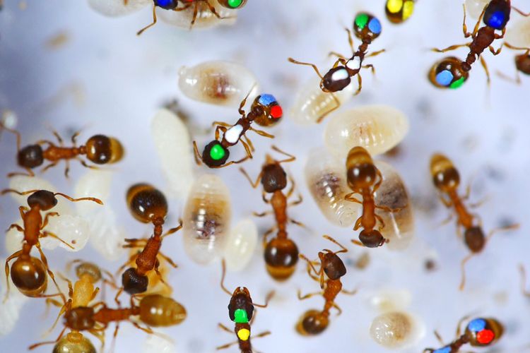 Daniel Charbonneau mewarnai semut dengan cat untuk mengidentifikasikan mereka