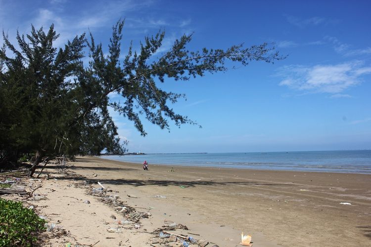 Pohon Kayu Angin di Pantai Kayu Angin mulai condong terdampak abrasi pantai.