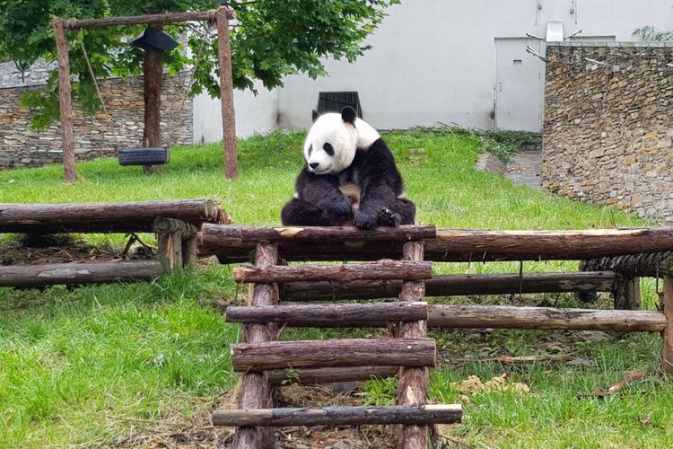 Panda yang akan dijemput ke Indonesia di Wolong Panda Base.