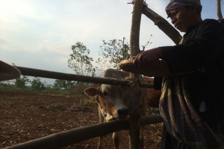 Sesepuh dusun Memberikan makan pada ternak saat tradisi gumbrekan.