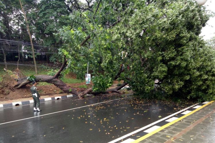 Sebuah pohon tumbang di Jalan Jalak Harupat, Kota Bogor, Rabu (27/9/2017). Dua orang luka-luka dan satu mobil rusak tertimpa pohon.