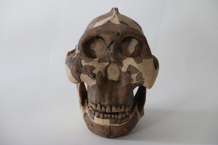 Paranthropus boisei