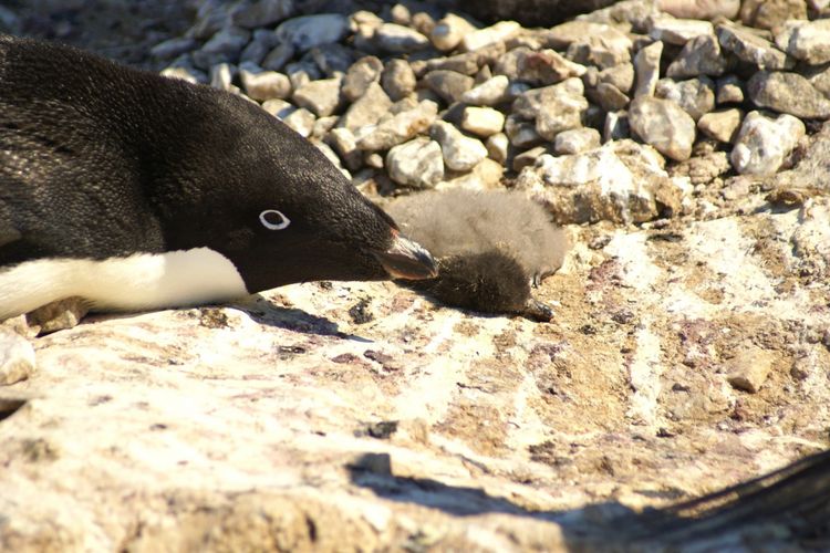 Satu dari ribuan bangkai anak penguin Adelie yang ditemukan di Pulau Petrel, Antartika