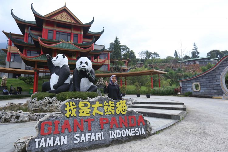 Seekor panda (Ailuropada melanoleuca) asal China diperlihatkan seusai proses karantina di Istana Panda Indonesia, Taman Safari Indonesia Bogor, Jawa Barat, Rabu (1/11/2017). Sepasang panda, Cai Tao (jantan) dan Hu Chun (betina) yang berasal dari pengembangbiakan di China Wildlife Conservation Association (CWCA) akan diperkenalkan untuk publik pada November 2017 ini