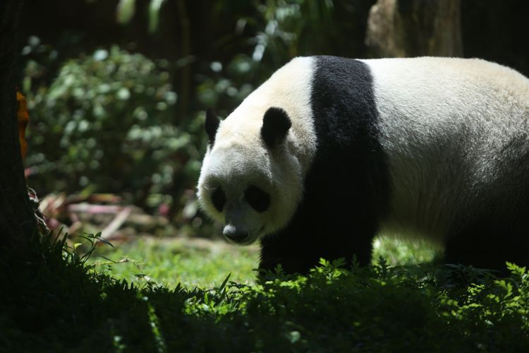 Seekor panda (Ailuropada melanoleuca) asal China diperlihatkan seusai proses karantina di Istana Panda Indonesia, Taman Safari Indonesia Bogor, Jawa Barat, Rabu (1/11/2017). Sepasang panda, Cai Tao (jantan) dan Hu Chun (betina) yang berasal dari pengembangbiakan di China Wildlife Conservation Association (CWCA) akan diperkenalkan untuk publik pada November 2017 ini