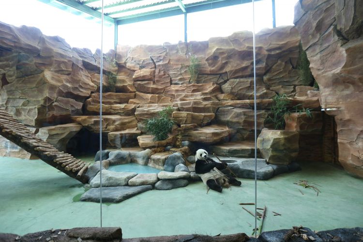 Bagaimana Cara Menuju Istana Panda Di Taman Safari Cisarua