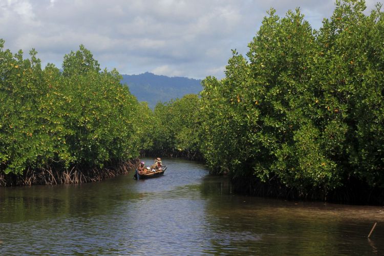 Hutan mangrove dan ekosistem pesisir di Desa Torosiaje Kabupaten Pohuwato yang dikembangkan oleh Kelompok Sadar Lingkungan Paddakauang. Eksosistem ini mampu menyimpan karbon lebih banyak dan lebih lama.