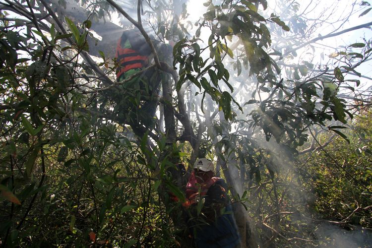 Proses panen madu hutan di Desa Semangit, Kecamatan Selimbau, Kabupaten Kapuas Hulu (27/10/2017)