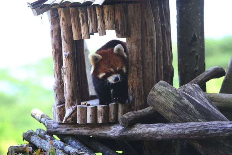 Seekor panda merah (Ailurus fulgens) asal China diperlihatkan di Istana Panda Indonesia, Taman Safari Indonesia Bogor, Jawa Barat, Rabu (1/11/2017). Binatang langka berbulu merah  ini daerah persebarannya berada di Asia Tengah dan juga ditemukan di hutan pegunungan himalaya, Bhutan, India, Laos, Myanmar, dan Nepal.
