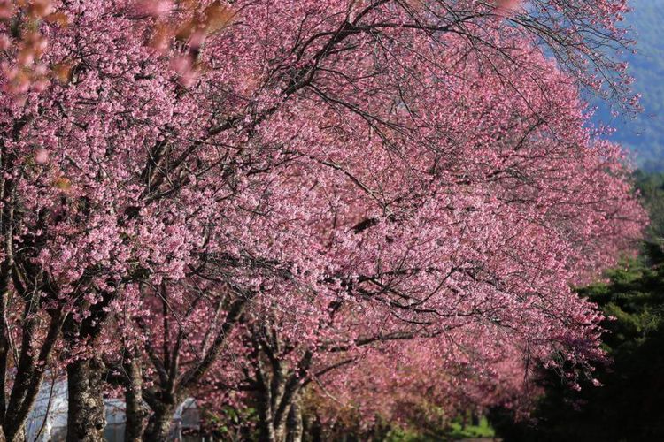 31 Pemandangan Bunga Sakura Terindah  Di Jepang Kumpulan 
