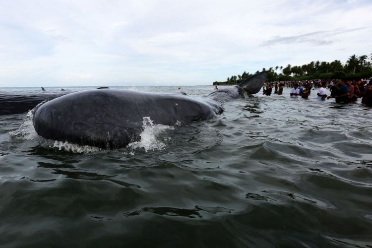 Petugas dari berbagai komponen dibantu warga berupaya mengevakuasi ikan paus yang terdampar di Pantai Ujong Kareung, Aceh Besar, Aceh, Senin (13/11/2017). Proses evakuasi 10 ikan jenis paus Sperma melibatkan berbagai komponen masyarakat,  sementara  pihak terkait masih melakukan penyelidikan penyebab terdamparnya ikan tersebut.