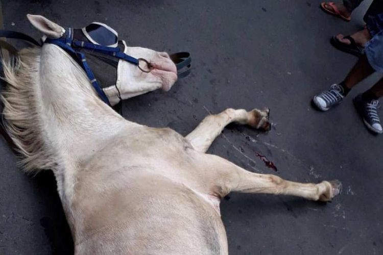 Kuda delman terluka di Sarinah, Jakarta Pusat, Minggu (19/11/2017).