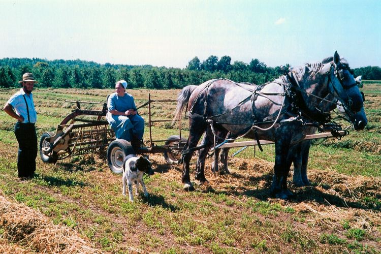 Satu keluarga Amish di sawah yang difoto pada 10 Juni 2008