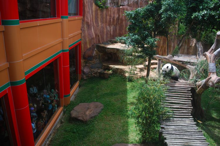 Sejumlah pengunjung sedang melihat tingkah seekor Giant Panda, di Taman Safari Indonesia, Bogor, Jawa Barat, Minggu (26/11/2017).