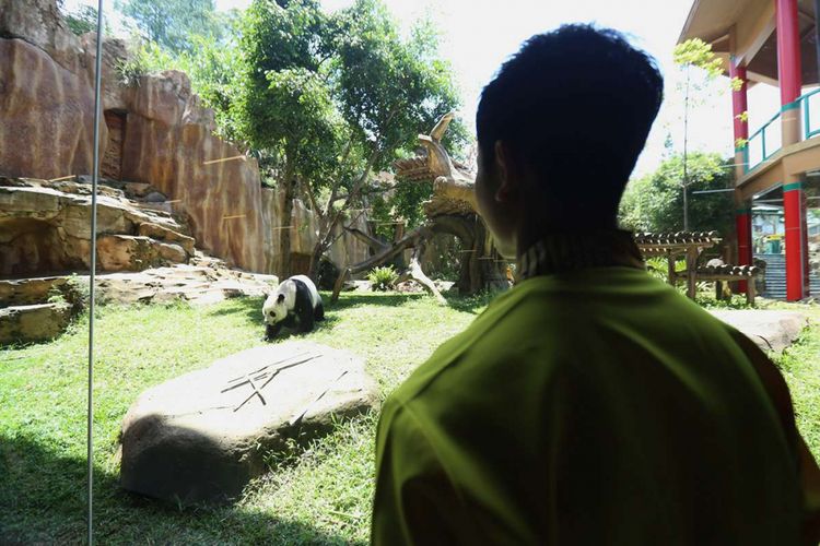 Bagaimana Cara Menuju Istana Panda Di Taman Safari Cisarua