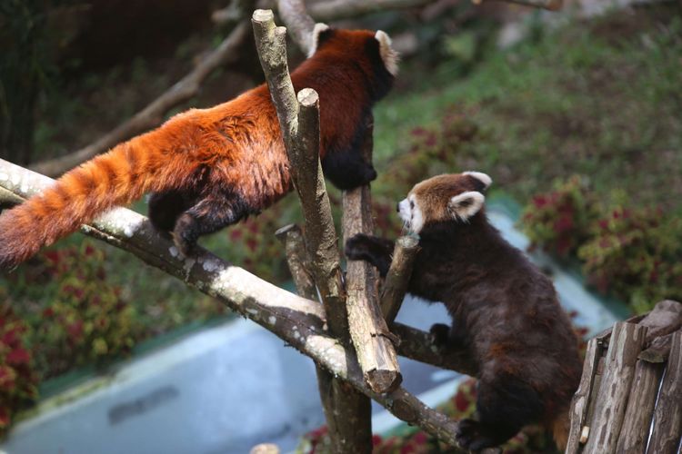 Dua ekor panda merah (Ailurus fulgens) asal China diperlihatkan di Istana Panda Indonesia, Taman Safari Indonesia Bogor, Jawa Barat, Rabu (1/11/2017). Binatang langka berbulu merah  ini daerah persebarannya berada di Asia Tengah dan juga ditemukan di hutan pegunungan himalaya, Bhutan, India, Laos, Myanmar, dan Nepal.