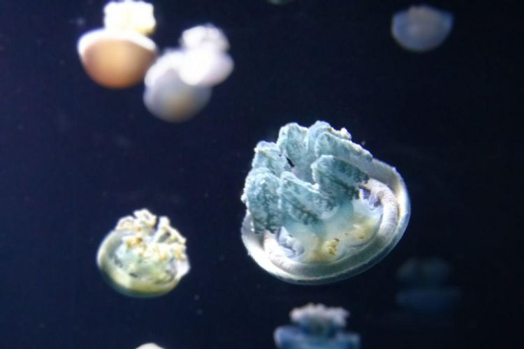 Sea jellies di S.E.A. Aquarium, Singapura