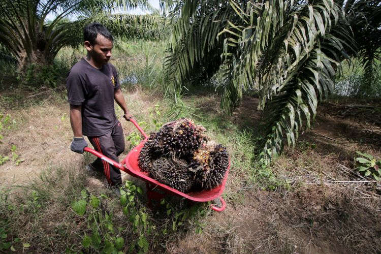 Warga mengambil hasil kebun berupa buah kelapa sawit di kawasan Alue Gro, Kecamatan Sampoiniet, Kabupaten Aceh Jaya, Aceh, Sabtu (23/1/2016).