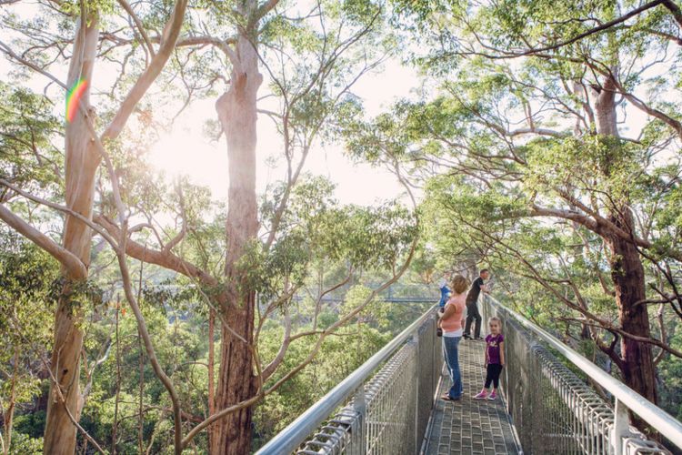 Menikmati panorama hutan yang ditumbuhi pepohonan tingle raksasa dengan tinggi mencapai 70 meter.