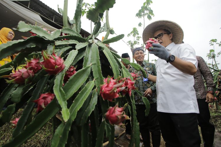 Bupati Banyuwangi Abdullah Azwar Anas saat panen perdana buah naga organik di Desa Tegalarum, Kecamatan Sempu, Kamis (21/12/2017).