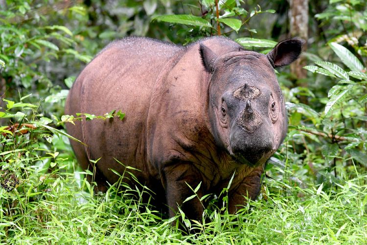 This picture taken on November 8, 2016 shows Andatu, a Sumatran rhino, one of the rarest large mammals on earth, at the Rhino Sanctuary at Way Kambas National Park in eastern Sumatra.
There are no more than 100 left on the entire planet and Andatu -- a four-year old male -- is one of the last remaining hopes for the future of the species. He is part of a special breeding programme at Way Kambas National Park in eastern Sumatra that is trying to save this critically endangered species from disappearing forever.
 / AFP PHOTO / GOH CHAI HIN