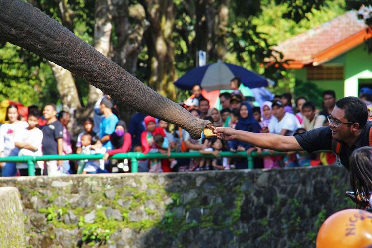 Pengunjung memberi makan gajah di Taman Margasatwa Ragunan, Jakarta, saat libur hari raya Natal, Senin (25/12/2017). 