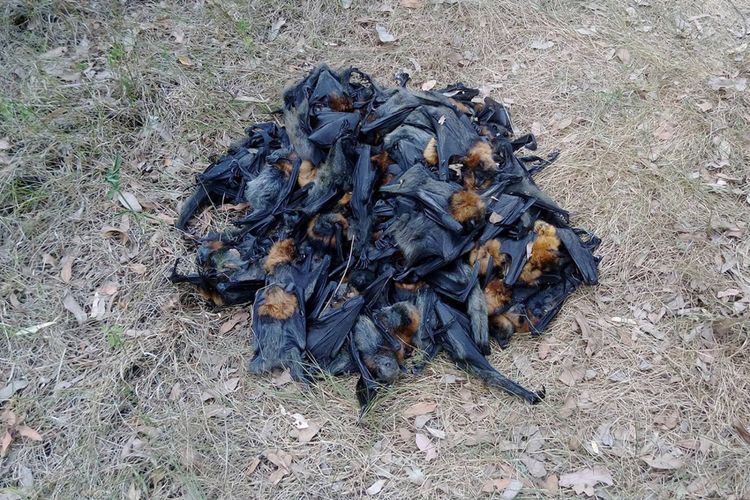 Tumpukan kelelawar yang mati akibat gelombang panas di Campbelltown, Australia