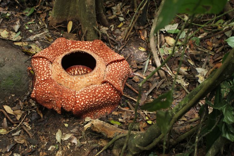 Selain Indonesia Di Mana Bisa Kita Temukan Bunga Rafflesia