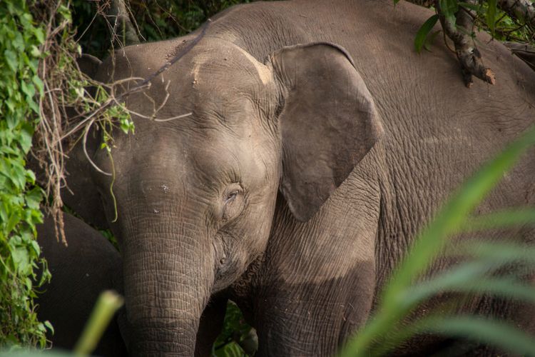 Gajah kerdil borneo