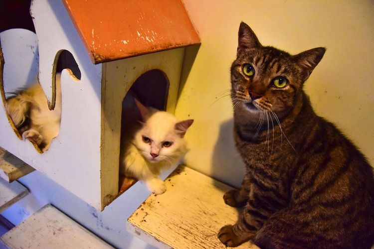 Sejumlah kucing yang sudah diselamatkan VR di Kota Pekanbaru, Riau, Sabtu (27/1/2018). Violetta Hasan Noor, secara individu melakukan gerakan menyelamatkan sekaligus mengurusi kucing-kucing telantar, termasuk mendirikan Violettas Rescue (VR) yang difungsikan sebagai tempat penampungan bagi kucing-kucing tersebut.