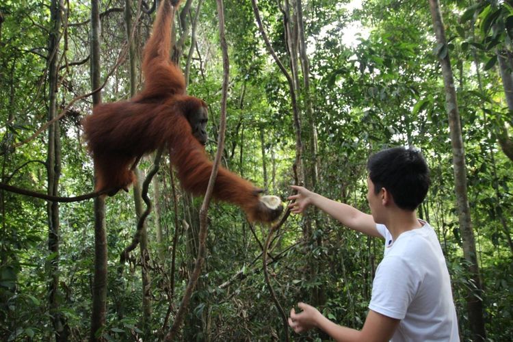 Ashley, anak laki-laki dari Eje Kim seorang Profesor Korea yang amat mencintai durian Indonesia, ia sedang berbagi durian dengan orang utan, di Hutan Tangkahan, Kalimantan Tengah (2016).