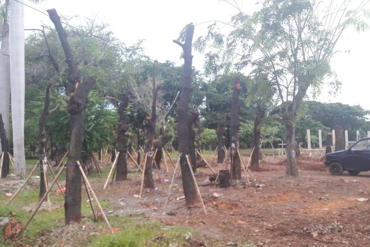Pohon-pohon yang dipindahkan dari kawasan Sudirman-Thamrin sudsh ditanam kembali di Taman BMW, Jakarta Utara, Jumat (9/3/2018)