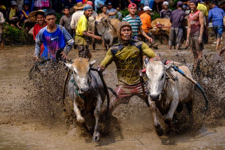 Seorang joki berusaha mengendalikan sapi (Jawi) saat mengikuti kegiatan olahraga tradisional Pacu Jawi di Tanah Datar, Sumatera Barat, Sabtu (17/3/2018). Pacu Jawi merupakan permainan olahraga tradisional yang diadakan usai panen padi dan telah menjadi atraksi wisata untuk menarik wisatawan asing dan wisatawan lokal.