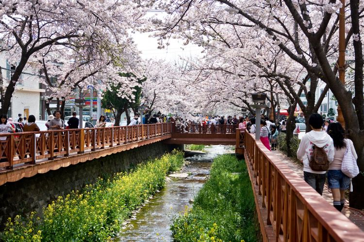 Cherry Blossom di Anak Sungai, Jinhae, Kota Changwon, Korea.