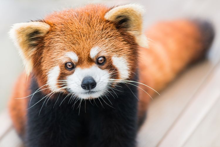 Red Panda