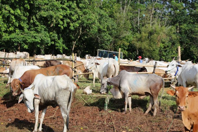 Kementerian Pertanian berupaya mewujudkan swasembada daging melalui Program Upaya Khusus Sapi Indukan Wajib Bunting (Upsus Siwab) Nasional. 